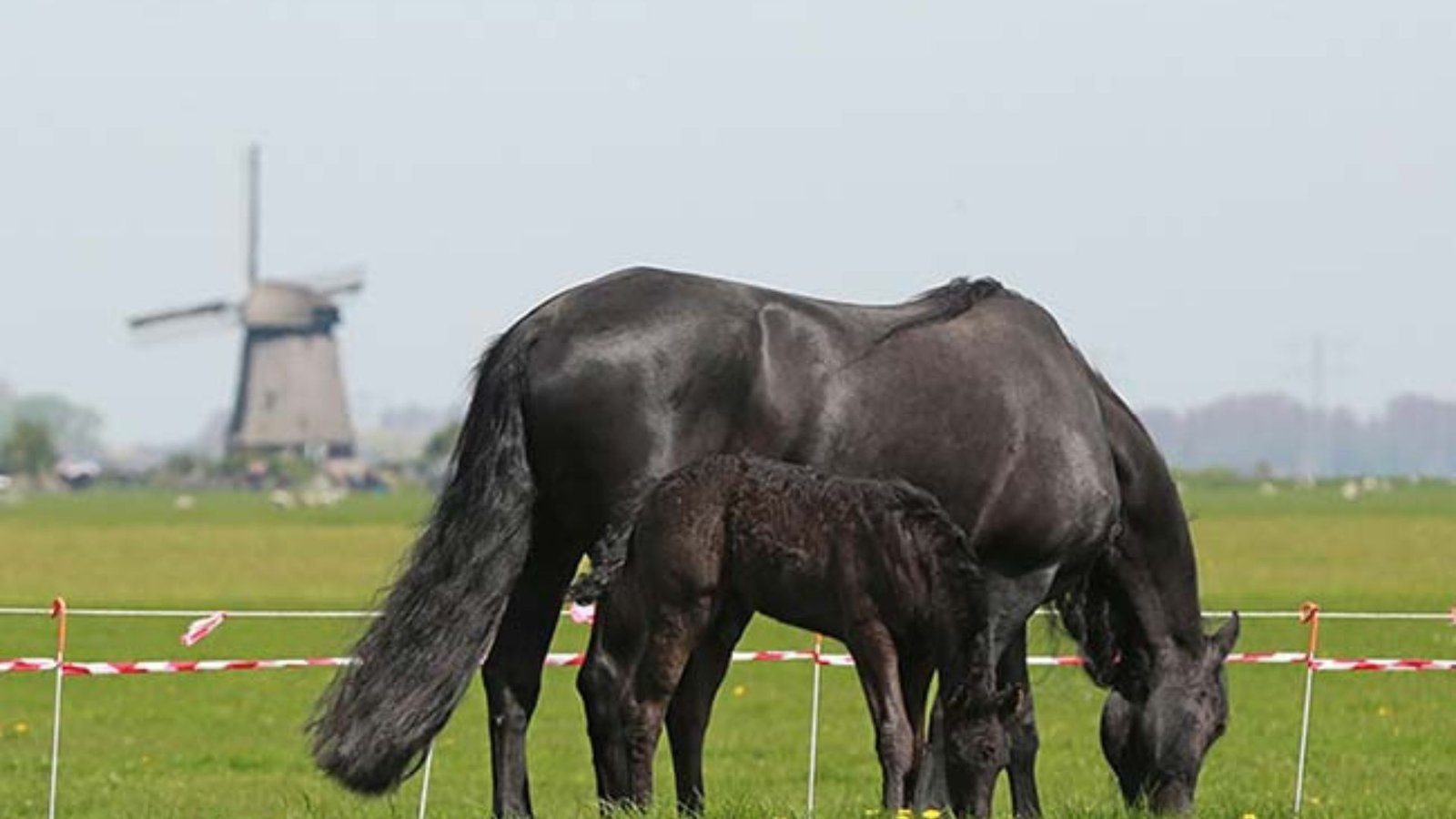 Friesian Horse Foals What to Expect