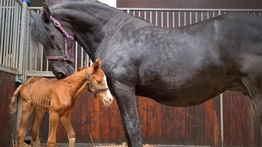 Friesian Horse Foals: What to Expect