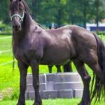 Friesian Horses in Modern Equestrian Sports