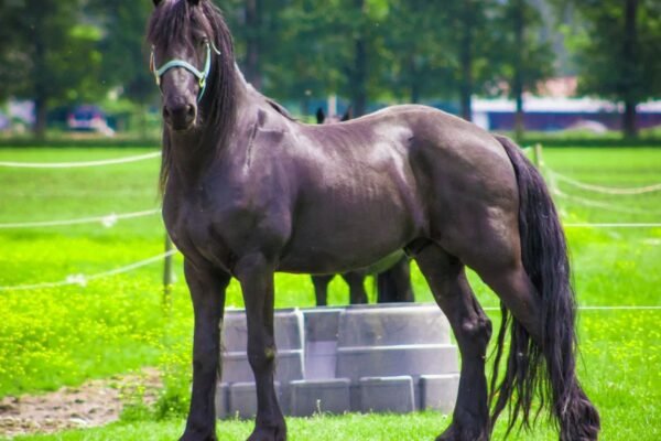 Friesian Horses in Modern Equestrian Sports