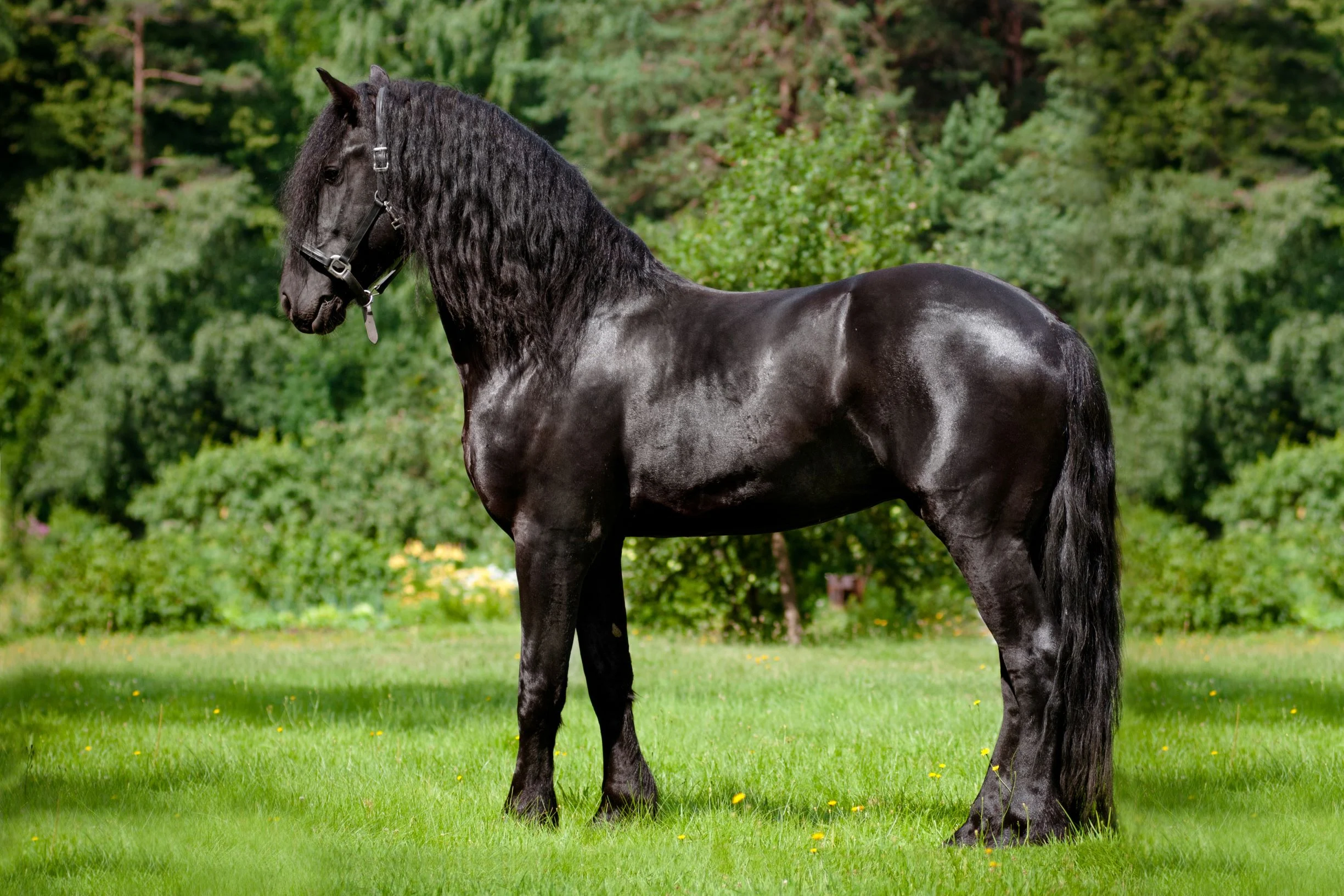 The Unique Coat and Mane of Friesian Horses