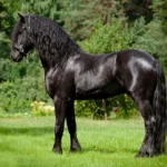 Understanding the Temperament of Friesian Horses