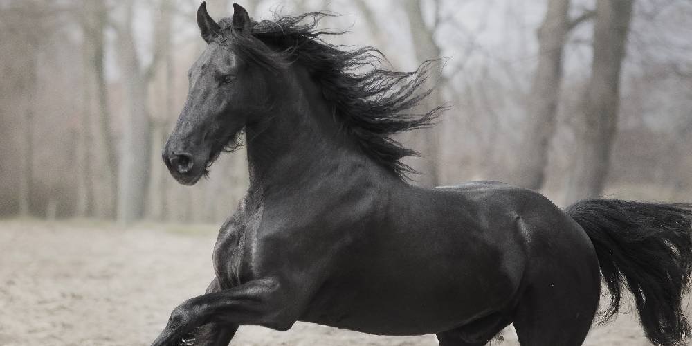 Friesians in Dressage: Why They Excel