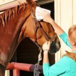 Grooming a Paint Horse: Best Practices