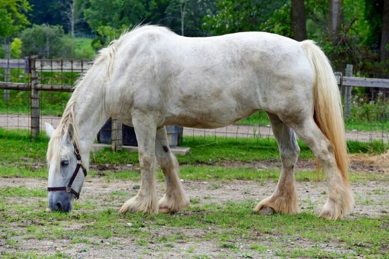 How Cream Draft Horses Differ from Other Draft Breeds