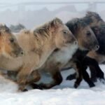 How Ponies Adapt to Different Climates