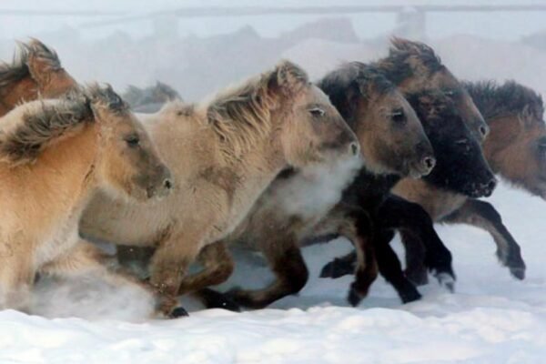 How Ponies Adapt to Different Climates