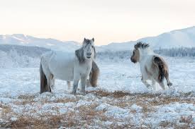 How Ponies Adapt to Different Climates