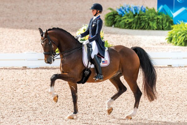 How Warmbloods Excel in Dressage and Jumping