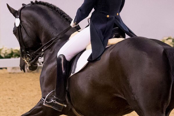 How to Achieve Success in Dressage with a Warmblood