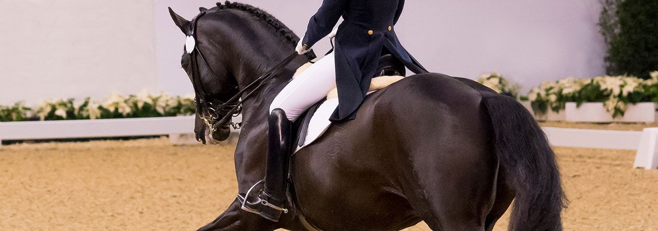 How to Achieve Success in Dressage with a Warmblood