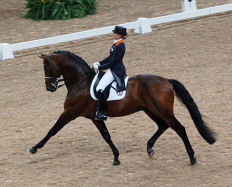 How to Achieve Success in Dressage with a Warmblood