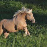 How to Care for Cream Draft Horses