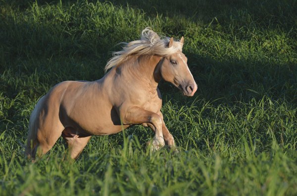 How to Care for Cream Draft Horses