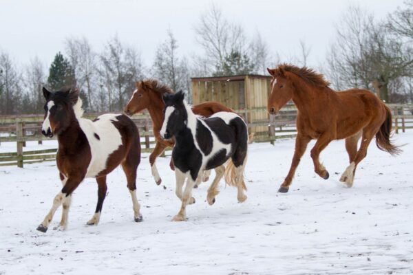 How to Care for Warmblood Horses