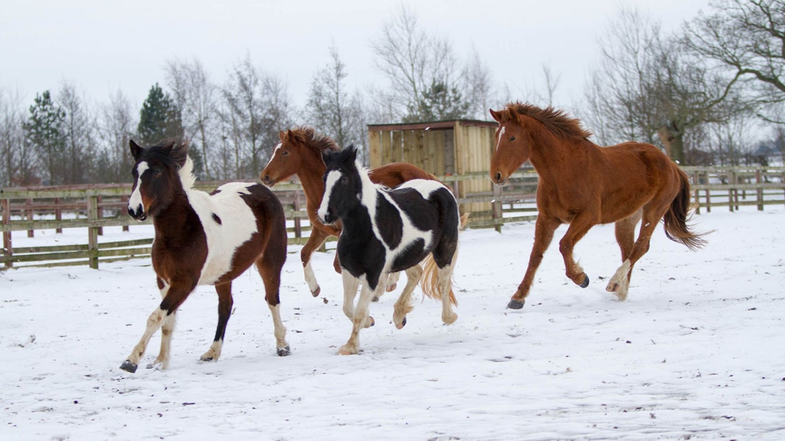 How to Care for Warmblood Horses