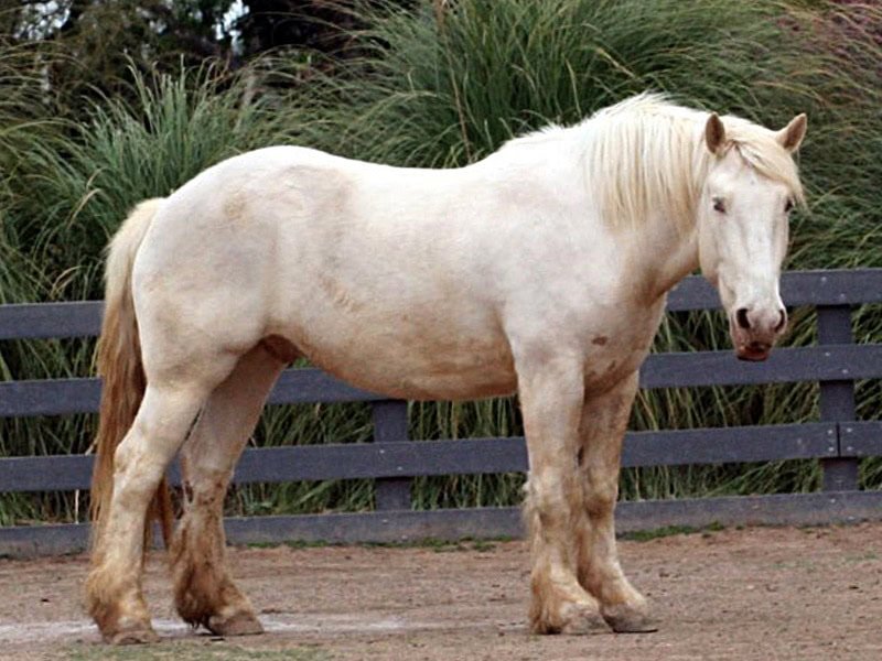 How to Care for a Cream Draft Horse