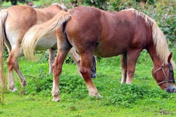 How to Care for a Pony: A Beginner’s Guide