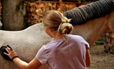 How to Care for a Warmblood: Grooming and Health Tips