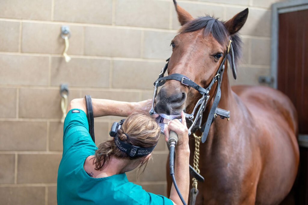 How to Care for a Warmblood: Grooming and Health Tips