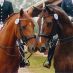 How to Choose a Warmblood for Competitive Riding