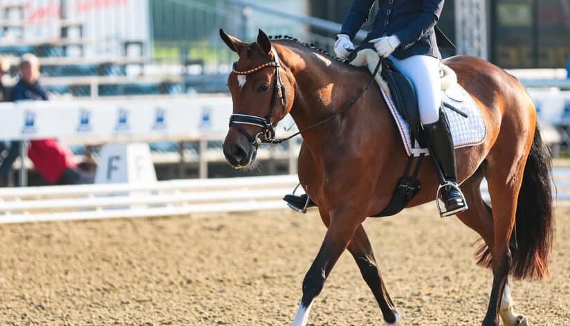 How to Choose a Warmblood for Competitive Riding