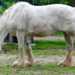 How to Feed a Cream Draft Horse