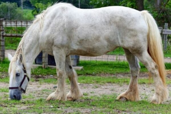 How to Feed a Cream Draft Horse