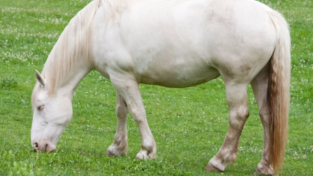 How to Feed a Cream Draft Horse