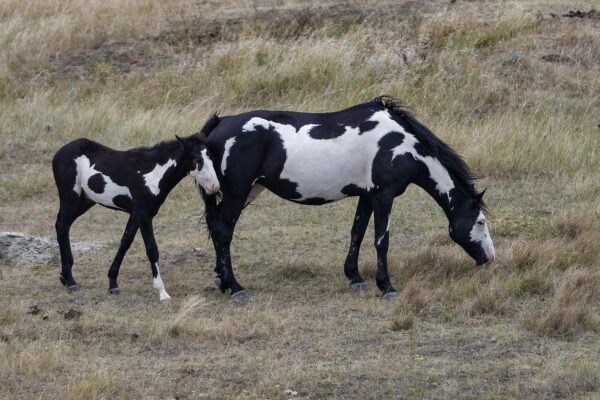 How to Identify a True Paint Horse