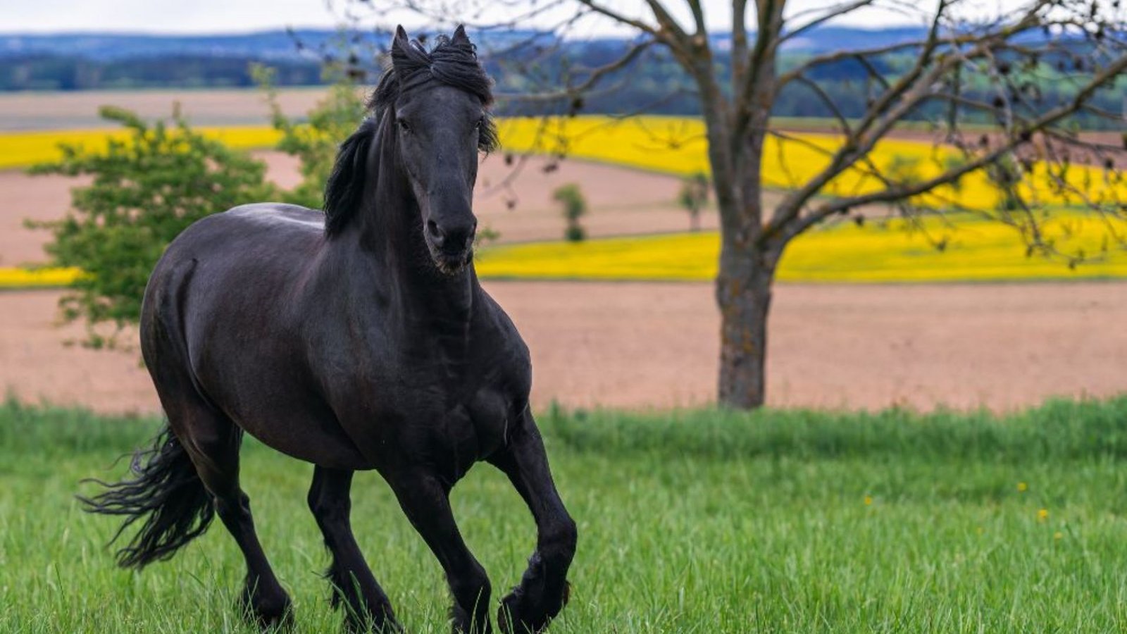 How to Spot a Purebred Friesian Horse