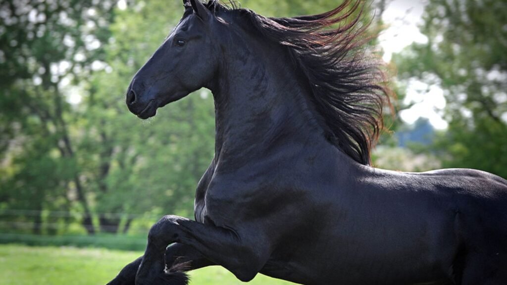 How to Spot a Purebred Friesian Horse