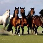 Warmbloods in Olympic Equestrian Sports: A Legacy of Excellence