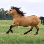 Why Cream Draft Horses Are Great for Beginner Equestrians
