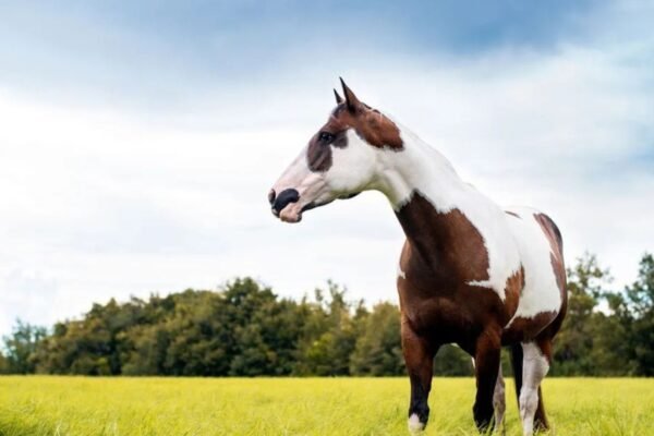 Paint Horses in Rodeo and Barrel Racing