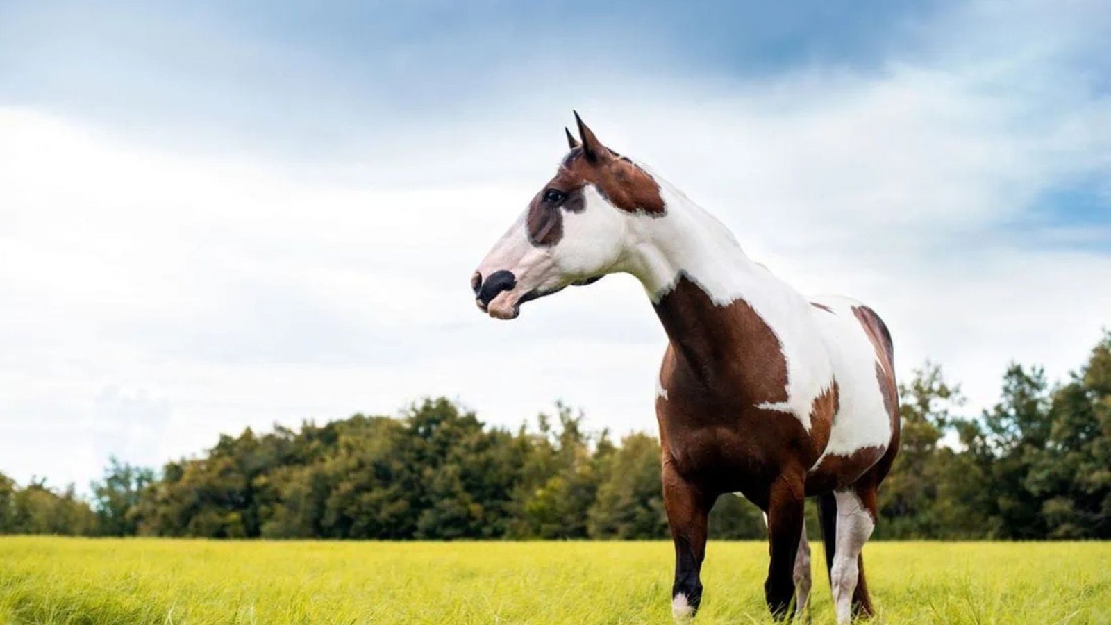 Paint Horses in Rodeo and Barrel Racing