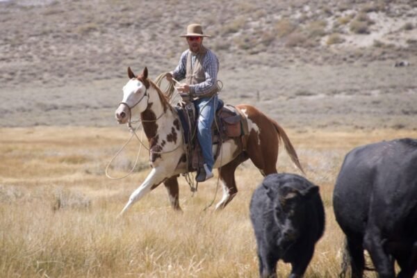 Paint Horses in Western Riding Disciplines