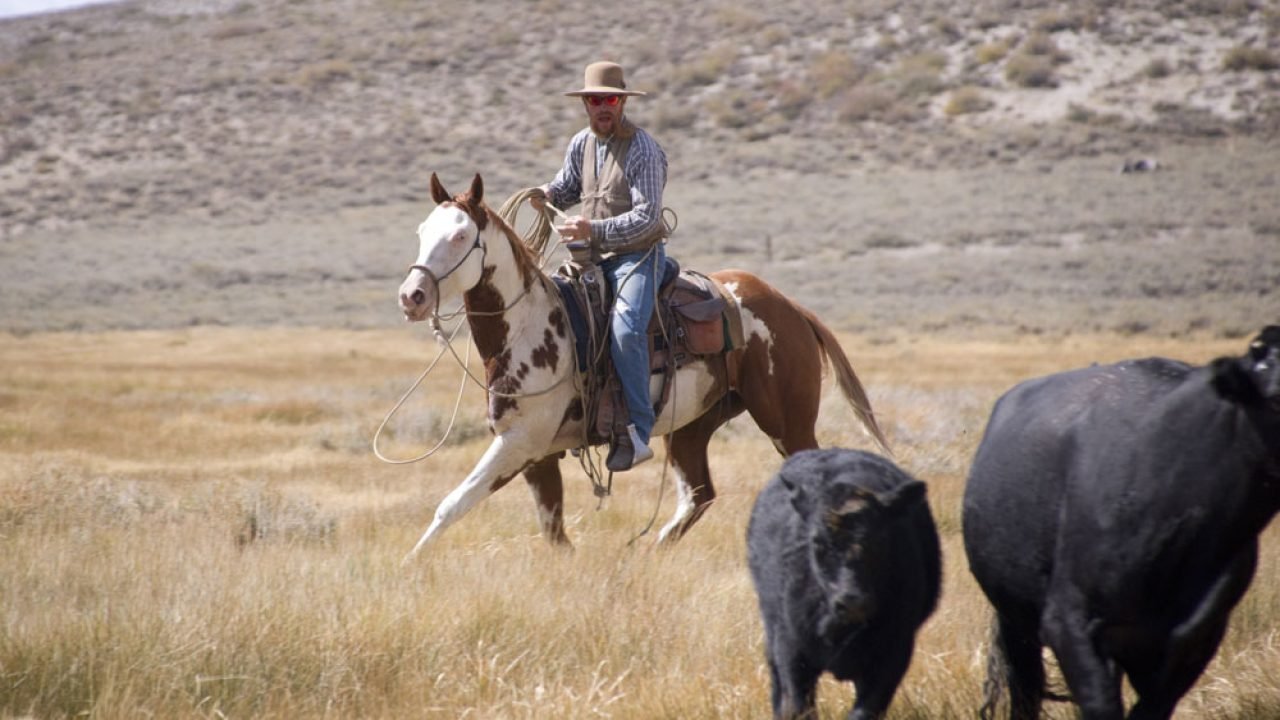 Paint Horses in Western Riding Disciplines