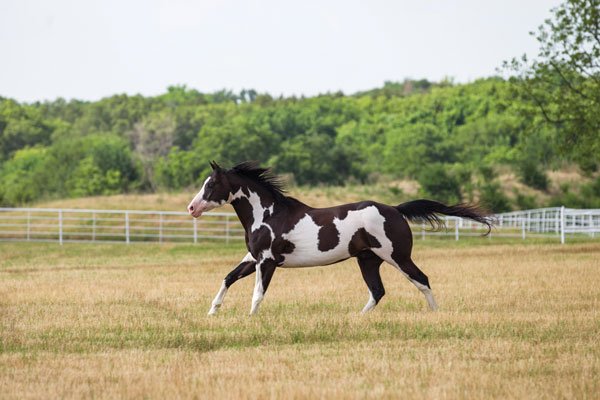 Paint Horses in Western Riding Disciplines