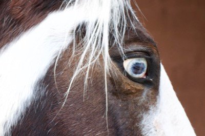  Care for a Paint Horse: Grooming and Health Considerations