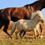 Ponies vs. Horses: Which is Better for Your Lifestyle?