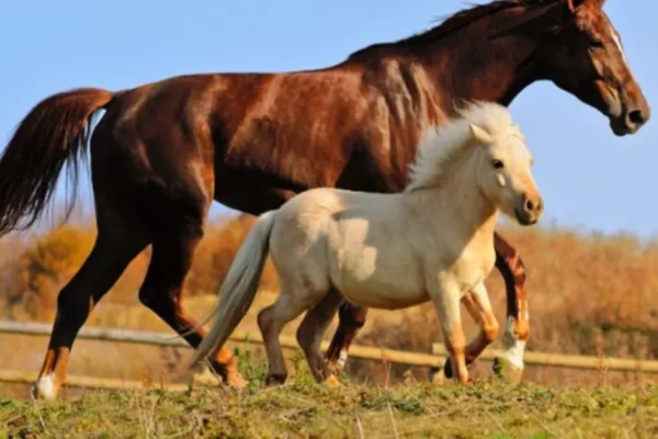 Ponies vs. Horses: Which is Better for Your Lifestyle?