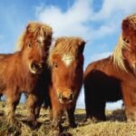 Ponies vs. Horses: Key Differences Explained
