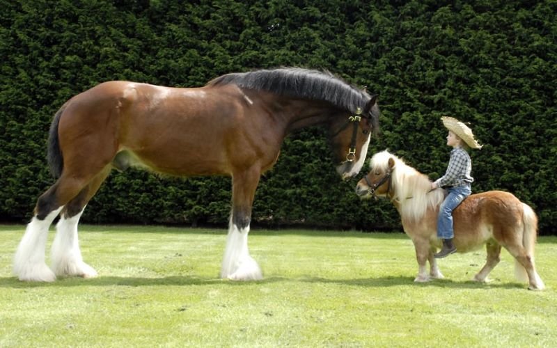 Ponies vs. Horses: Which is Better for Your Lifestyle?