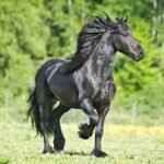 Popular Pony Breeds Around the World