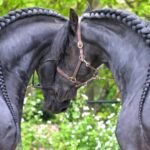 Preserving the Friesian Horse Bloodline