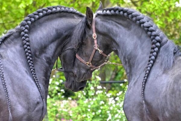 Preserving the Friesian Horse Bloodline