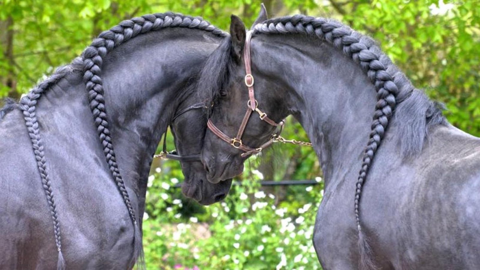 Preserving the Friesian Horse Bloodline