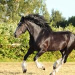 Preserving the Legacy of Cream Draft Horses