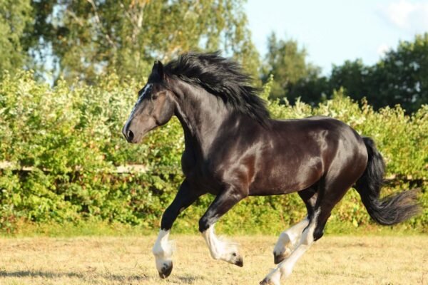 Preserving the Legacy of Cream Draft Horses